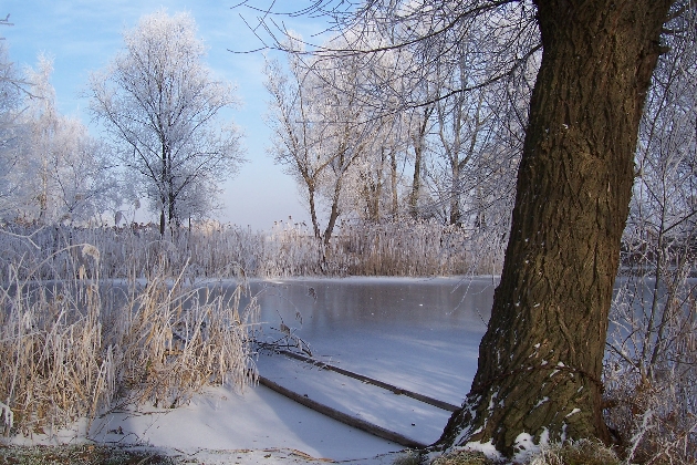 Bild 006.jpg - Winter im Naturschutzgebiet Taubergießen beim Europa-Park Rust